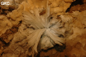 Fleur de gypse dans la Grotte de Pixiaodong 皮硝洞 - réseau de Shuanghedong 双河洞 - (Wenquan, Suiyang 绥阳, Zunyi 遵义市, Guizhou 贵州省, Chine 中国).