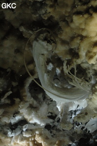 Grotte de Pixiaodong 皮硝洞 - réseau de Shuanghedong 双河洞 - (Wenquan, Suiyang 绥阳, Zunyi 遵义市, Guizhou 贵州省, Chine 中国).