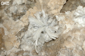Fleur de gypse dans la Grotte de Pixiaodong 皮硝洞 - réseau de Shuanghedong 双河洞 - (Wenquan, Suiyang 绥阳, Zunyi 遵义市, Guizhou 贵州省, Chine 中国).