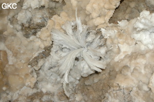 Fleur de gypse dans la Grotte de Pixiaodong 皮硝洞 - réseau de Shuanghedong 双河洞 - (Wenquan, Suiyang 绥阳, Zunyi 遵义市, Guizhou 贵州省, Chine 中国).