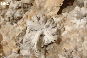 Fleur de gypse dans la Grotte de Pixiaodong 皮硝洞 - réseau de Shuanghedong 双河洞 - (Wenquan, Suiyang 绥阳, Zunyi 遵义市, Guizhou 贵州省, Chine 中国).