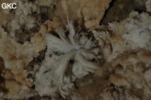 Fleur de gypse dans la Grotte de Pixiaodong 皮硝洞 - réseau de Shuanghedong 双河洞 - (Wenquan, Suiyang 绥阳, Zunyi 遵义市, Guizhou 贵州省, Chine 中国).