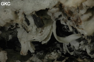 Grotte de Pixiaodong 皮硝洞 - réseau de Shuanghedong 双河洞 - (Wenquan, Suiyang 绥阳, Zunyi 遵义市, Guizhou 贵州省, Chine 中国).