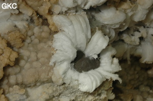Fleur de gypse dans la Grotte de Pixiaodong 皮硝洞 - réseau de Shuanghedong 双河洞 - (Wenquan, Suiyang 绥阳, Zunyi 遵义市, Guizhou 贵州省, Chine 中国).