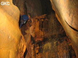 Grotte de Caigangdong 菜缸洞 (Fuyan 桴焉, Zheng'an 正安, Zunyi Shi 遵义市, Guizhou 贵州省,  Chine 中国).