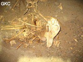 Dans la grotte de Meidongwan 煤洞湾 (réseau de Mawangdong 麻王洞) , squelette de cabri ? entre le puits d'entrée et la salle du vestiare. (Fuyuan, Zheng'an, Zunyi, Guizhou)
