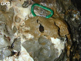 Détail des calcaires bréchiques du carbonifère dans la grotte de Yindong (Baoji, Panxian, Liupanshui, Guizhou).